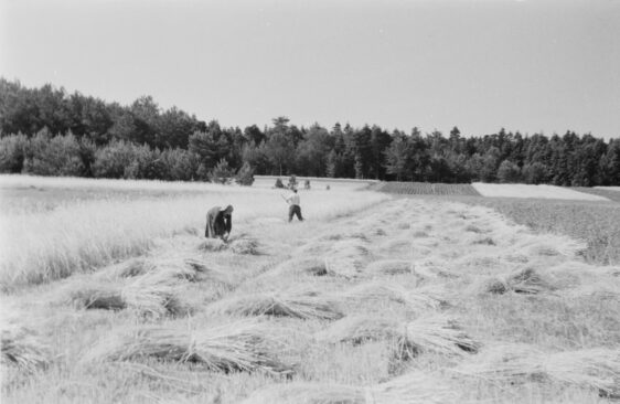 Praca przy żniwach, 1963. Fot. Piotr Gan. Źródło: Polona