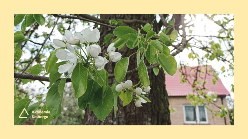Oby do wiosny! — rozmowa z Niną Jawdosiuk, cz. 2 [Akademia Kolberga, Podlasie]