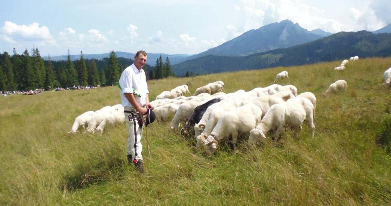Pieśni z gór i polan. Góralskie pieśni pasterskie [wybrane regiony]